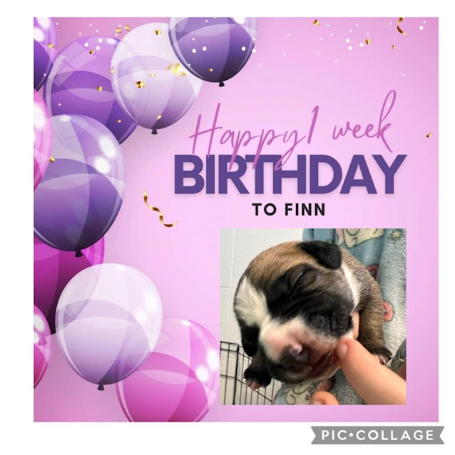 Photo of Finn