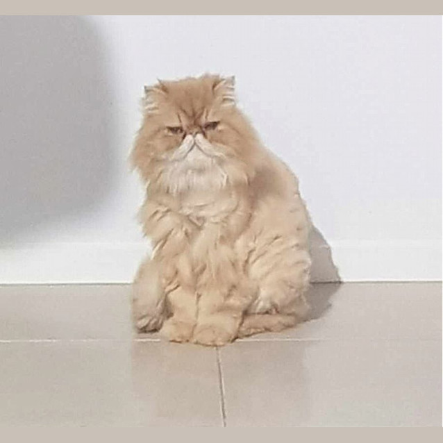 Photo of 🥃✡Whiskey & Schumann ✡🥃