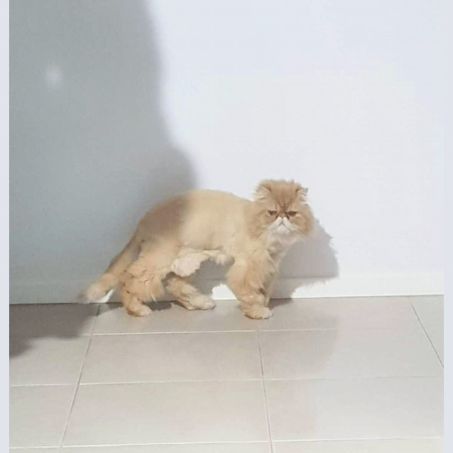 Photo of 🥃✡Whiskey & Schumann ✡🥃