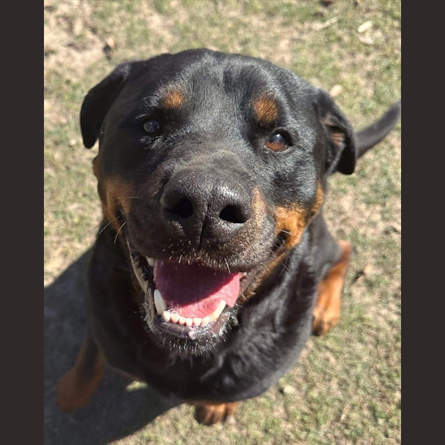Photo of Roly