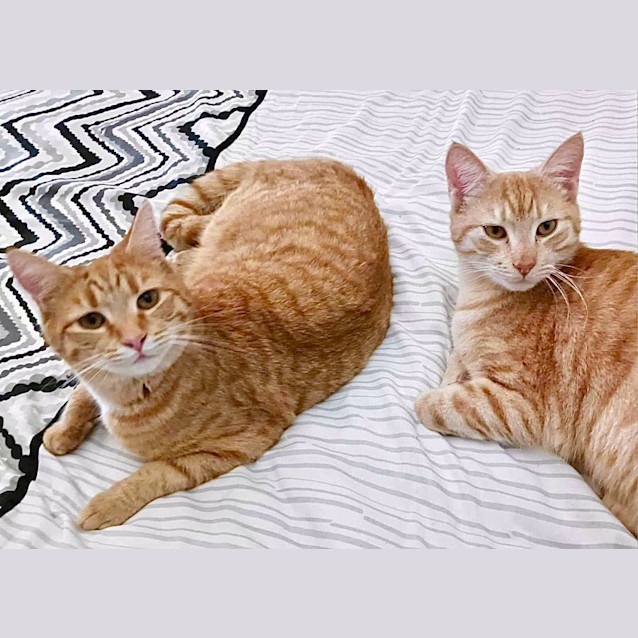 Photo of Mali & Taeko