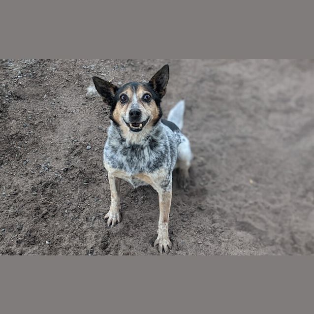 Photo of Chilli