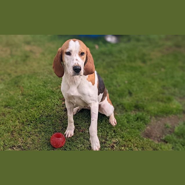 Photo of Poppy