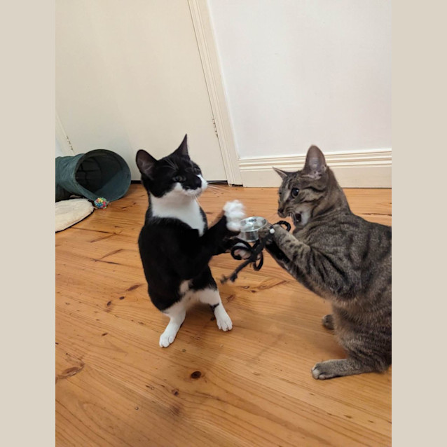 Photo of Milly And Bodhi