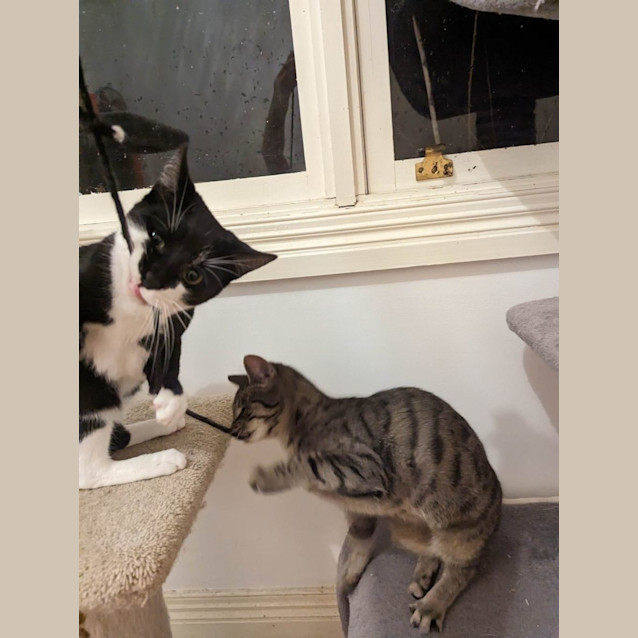 Photo of Milly And Bodhi