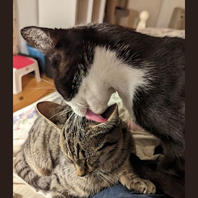 Photo of Milly And Bodhi