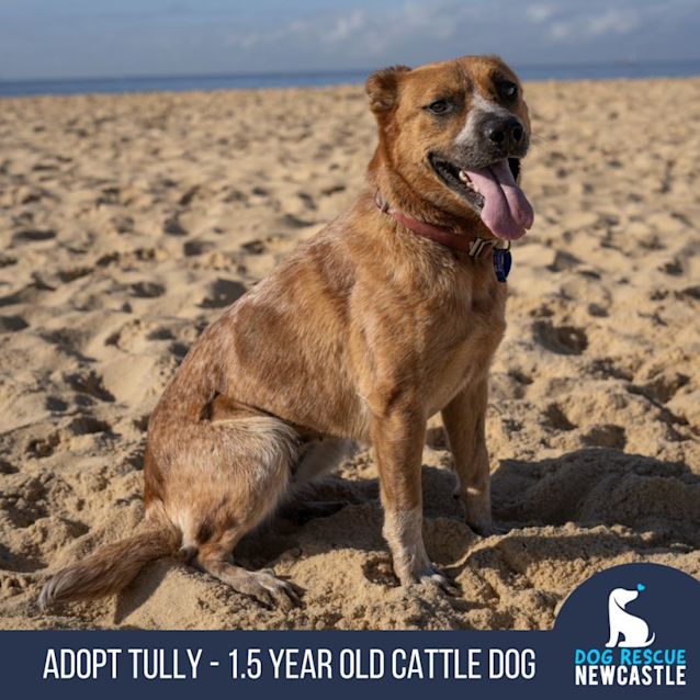 Photo of Tully   18 Month Old Cattle Dog (Trial)