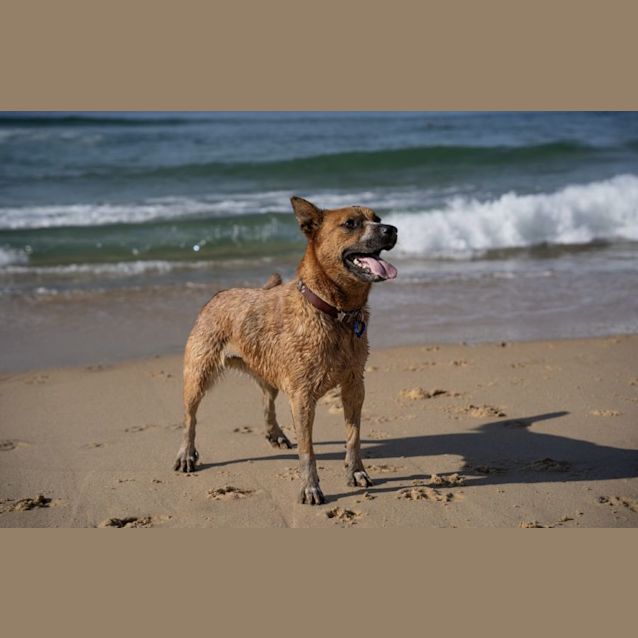 Photo of Tully   18 Month Old Cattle Dog (Trial)