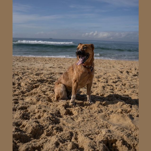 Photo of Tully   18 Month Old Cattle Dog (Trial)