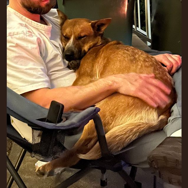Photo of Tully   18 Month Old Cattle Dog (Trial)