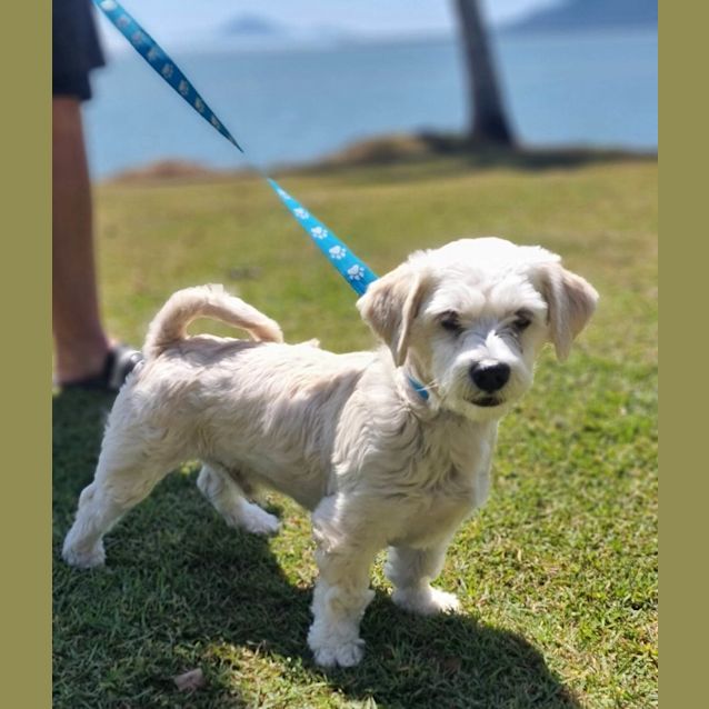 Photo of Harley