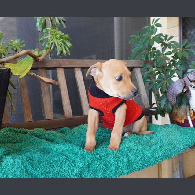 Photo of Percy