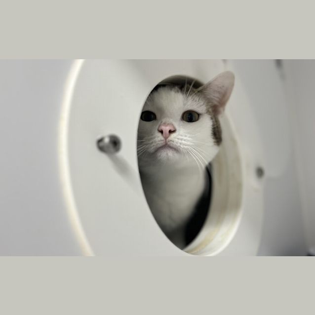 Photo of Romeo 