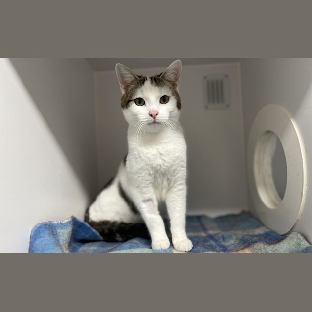 Photo of Romeo 