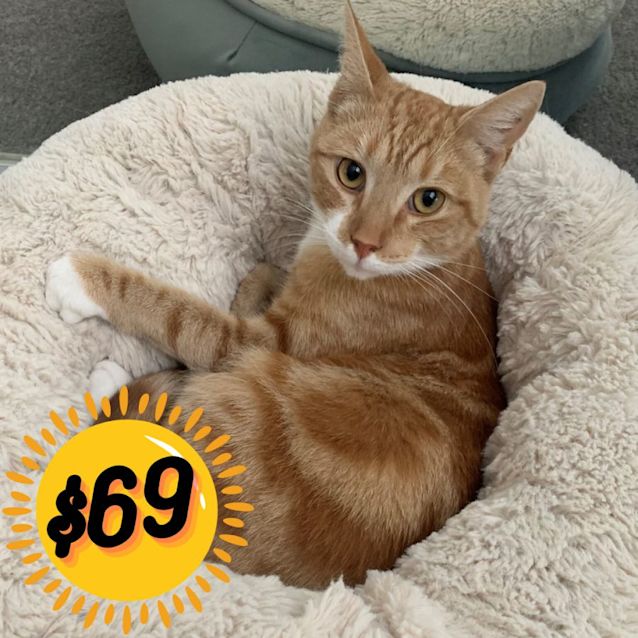 Photo of Marmalade