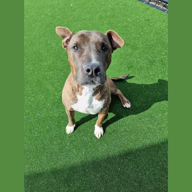 Photo of Butch Imp 774