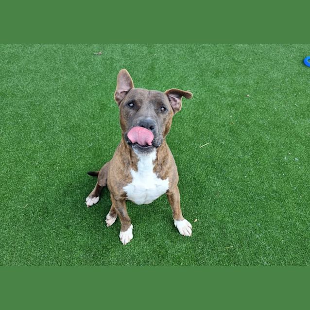 Photo of Butch Imp 774