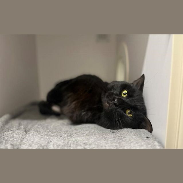 Photo of Salem