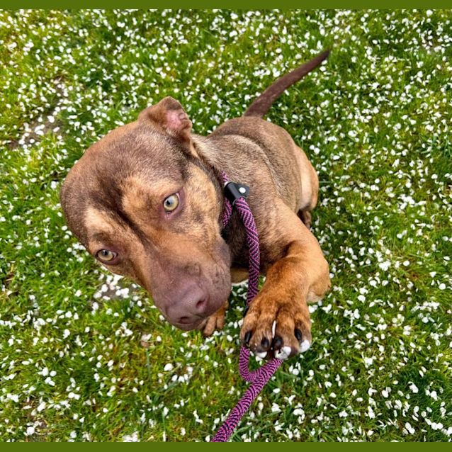 Photo of Poppy 