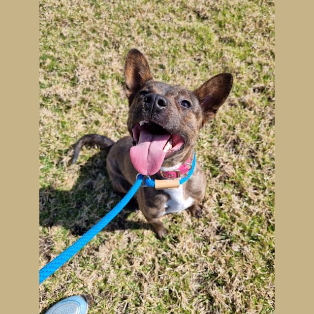 Photo of Jazz Imp 1296