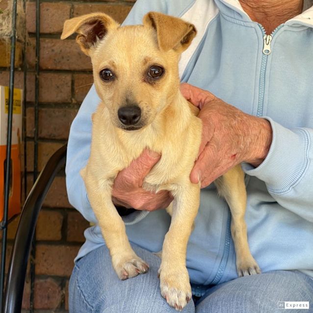 Stanley - 1 Year Old Chihuahua x Foxy (Trial) - Small Male Chihuahua Dog in  NSW - PetRescue
