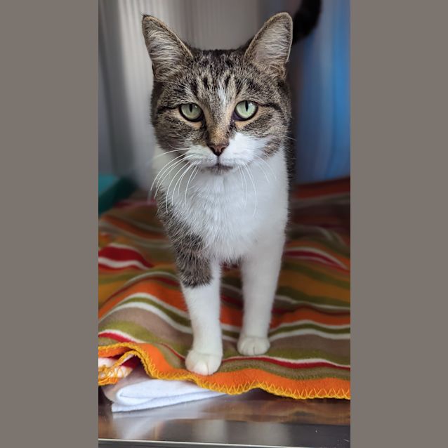 Photo of Pixie