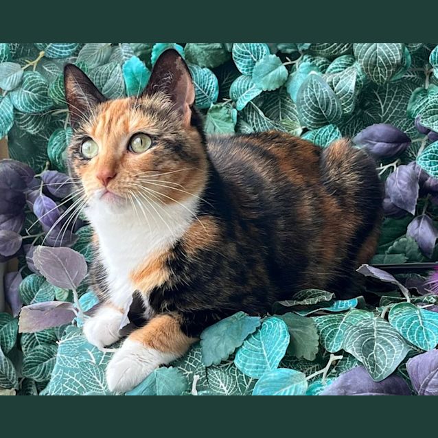 Photo of Peaches