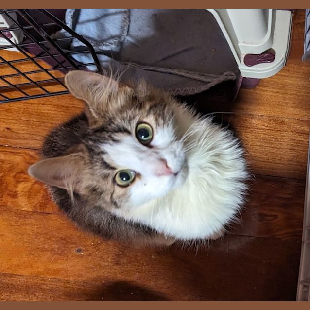Photo of Ruffles