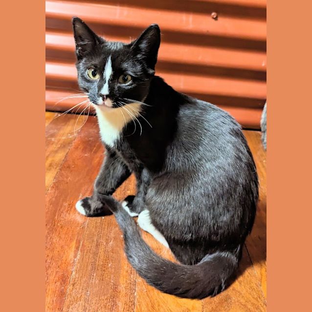 Photo of Scratchy