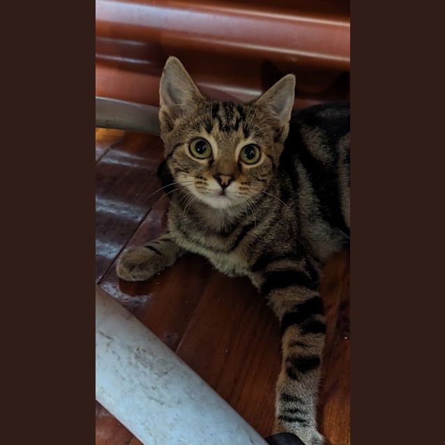 Photo of Imp