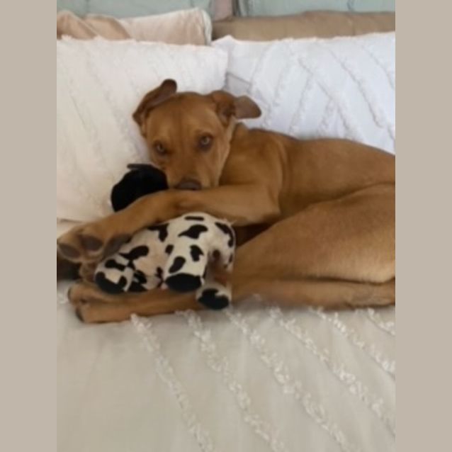 Photo of Josh   11 Month Old Mastiff X