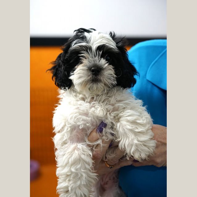 Photo of Pebbles