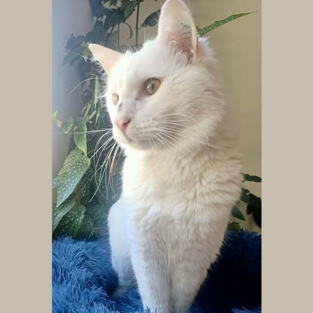 Photo of Leo (Drain Boy)