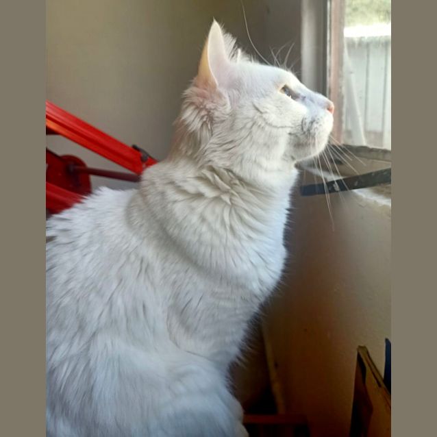 Photo of Leo (Drain Boy)