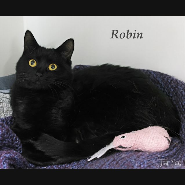 Photo of Robin