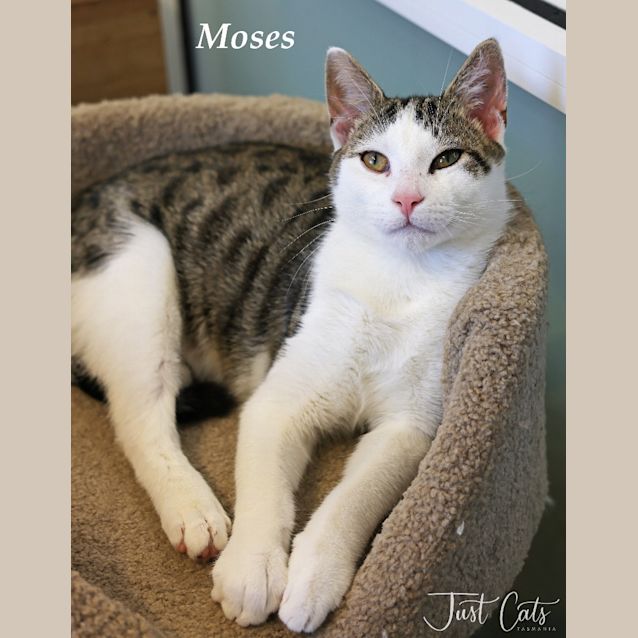 Photo of Moses