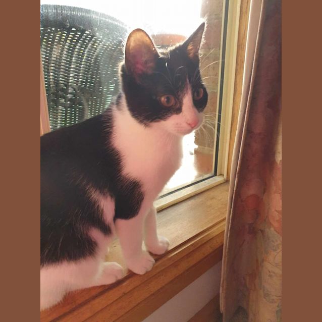 Photo of Remy