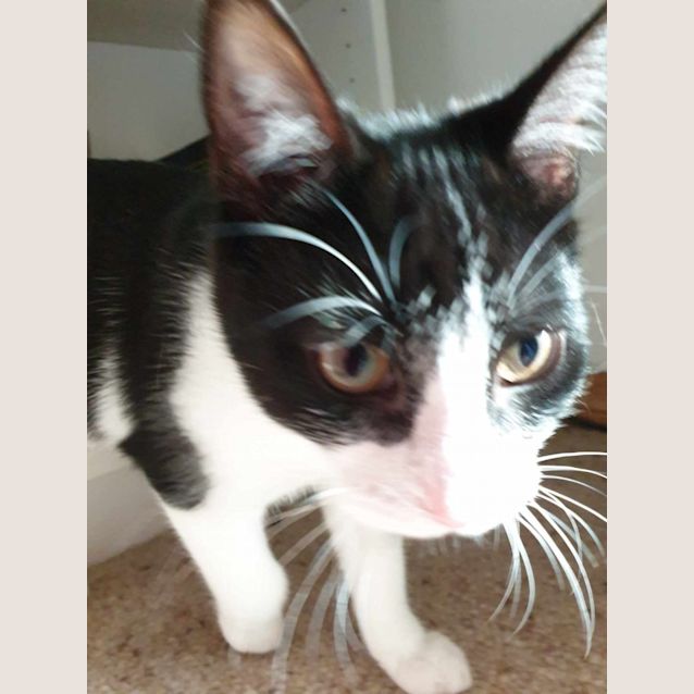 Photo of Remy
