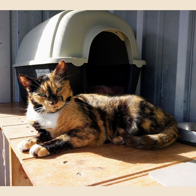 Photo of Queen Eliza Puss