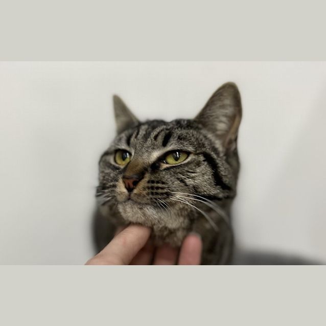 Photo of Remy