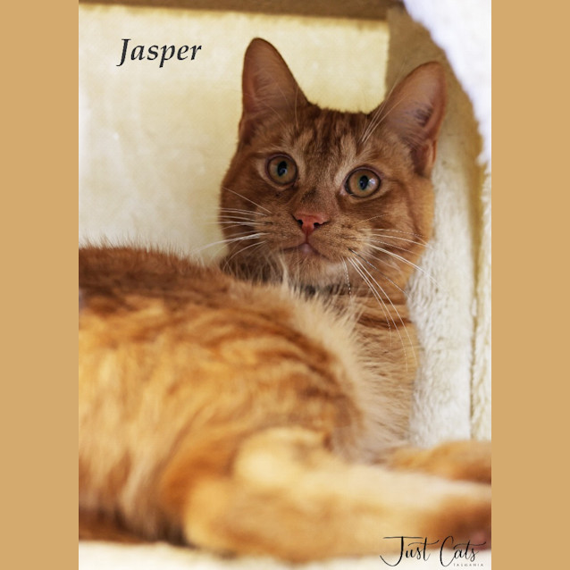 Photo of Jasper