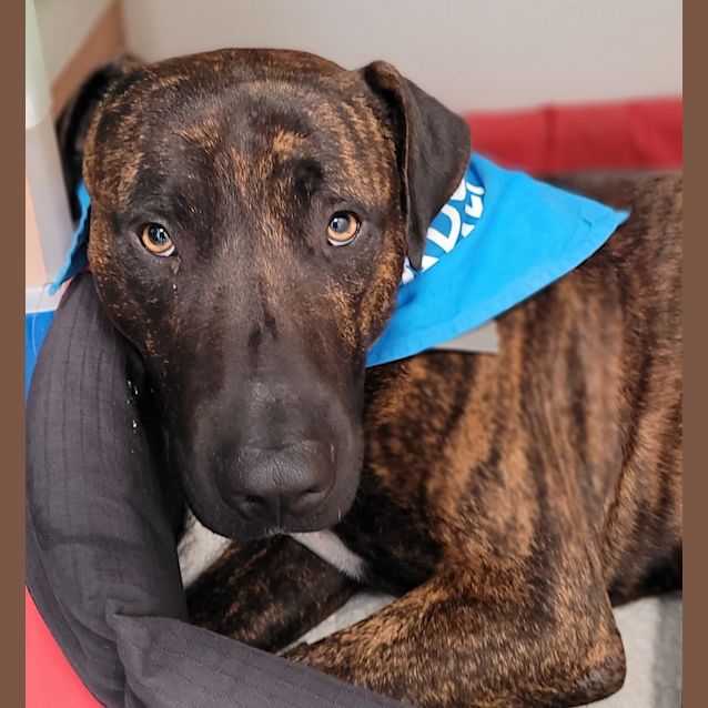 Photo of Charlie Brown 