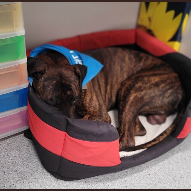 Photo of Charlie Brown 