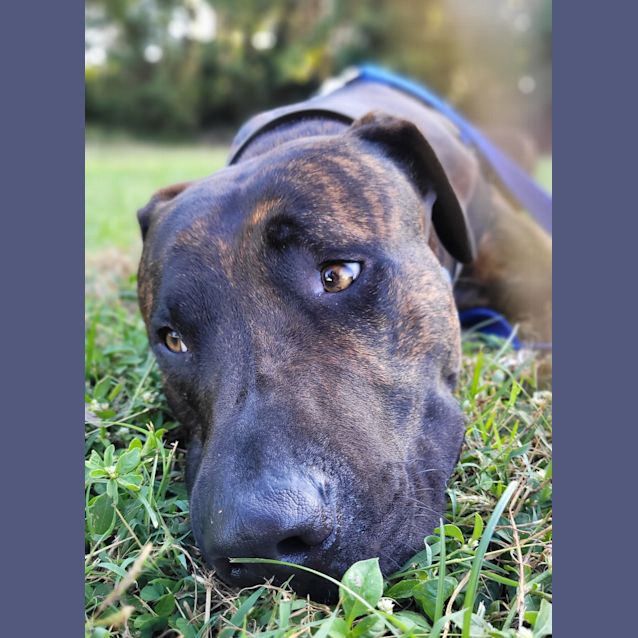 Photo of Charlie Brown 