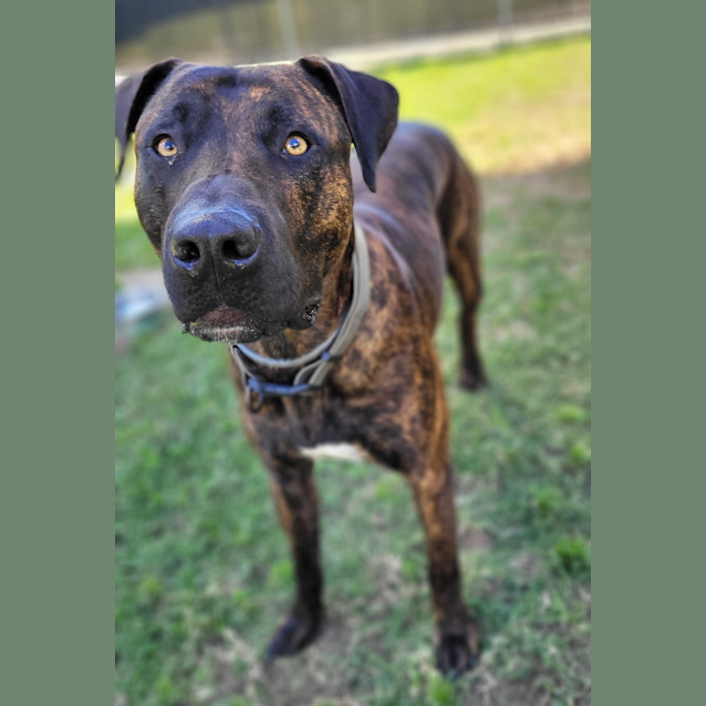 Photo of Charlie Brown 