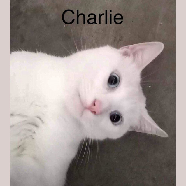Photo of Charlie