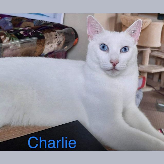 Photo of Charlie
