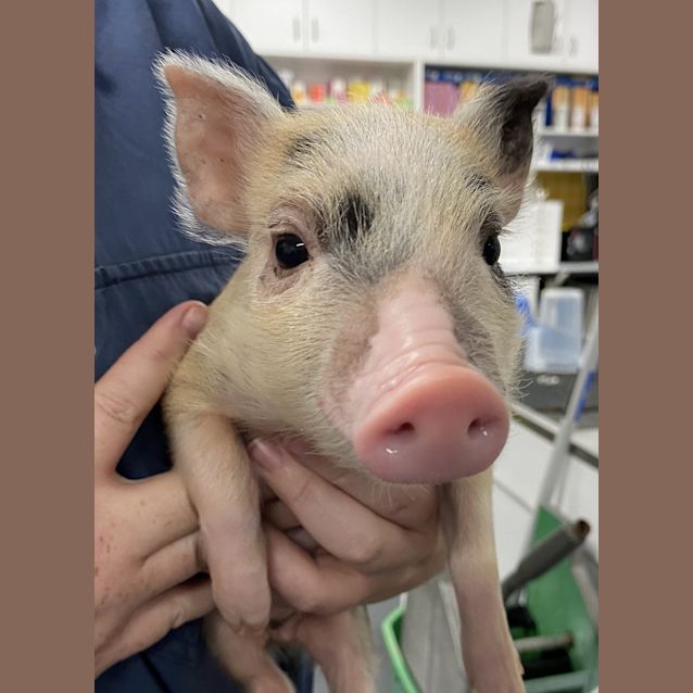 Photo of Pigachu