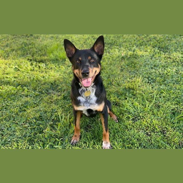 Photo of Rocky