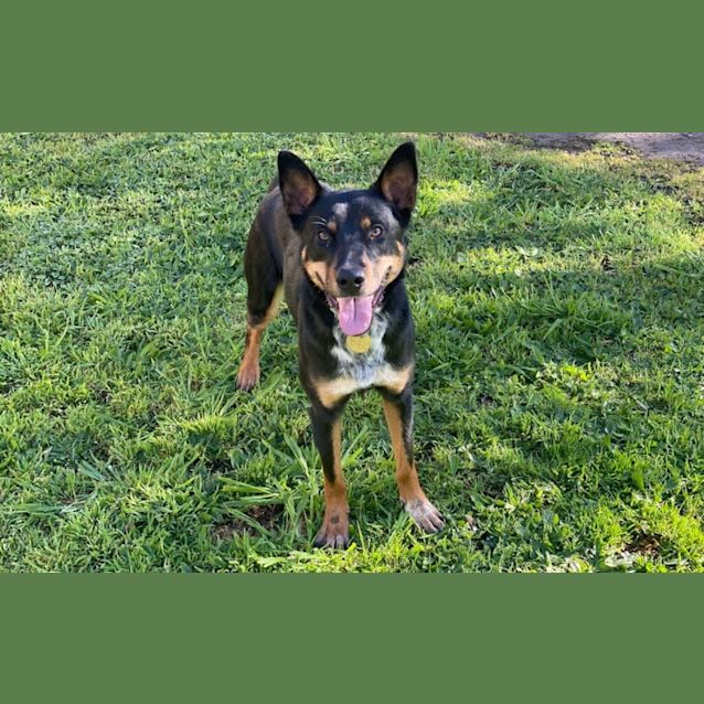Photo of Rocky